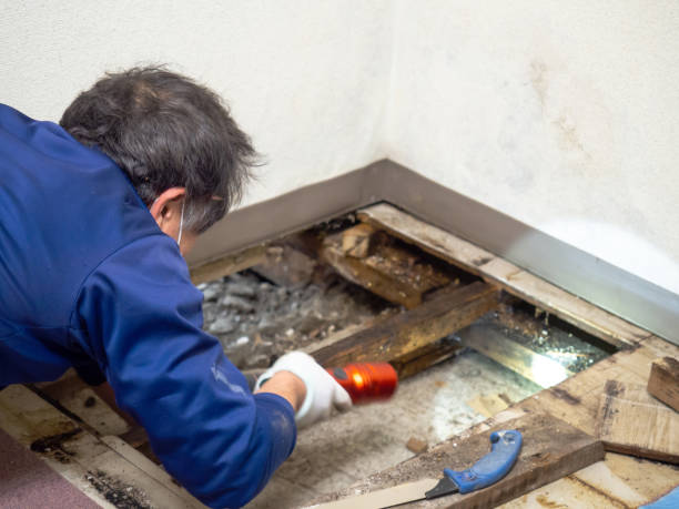 Best Black Mold Remediation in Henderson, TN