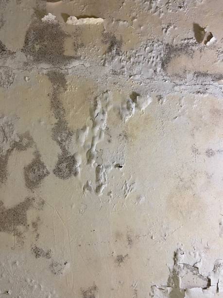 Best Basement Mold Remediation in Henderson, TN
