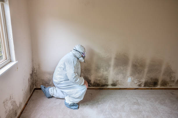 Best Residential Mold Remediation in Henderson, TN
