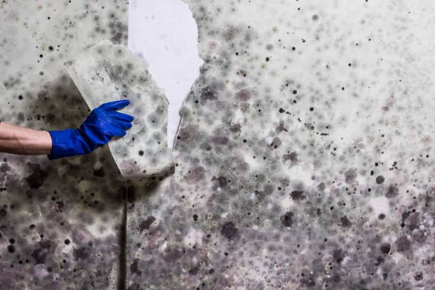 Best HVAC Mold Remediation in Henderson, TN